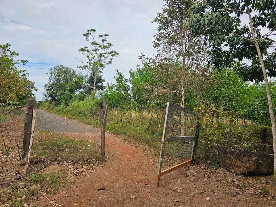 Đất Farm Hưng Phước Bù Đốp 90.000m² giá 6 tỷ - Sổ đỏ chính chủ!