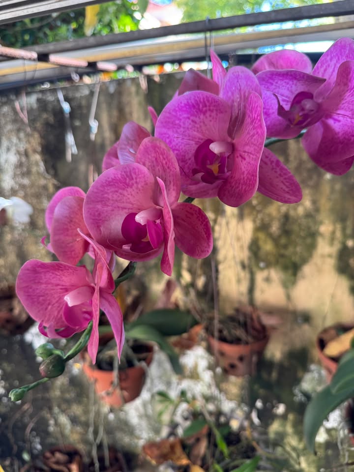 Đất nền Tái định cư Tiến Thành 150m² giá 1.9 tỷ - Sổ đỏ chính chủ