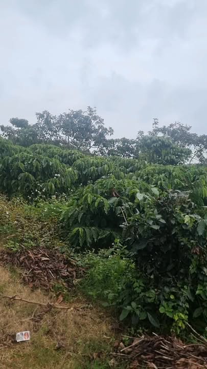 Đất nền Bảo Lộc 500m² giá 1.45 tỷ - View đẹp, ô tô vào tận nơi!