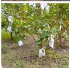 Đất vườn 1.000m² xã Phú Hựu, Châu Thành, Đồng Tháp chỉ 1.3 tỷ - Cơ hội đầu tư sinh lời!