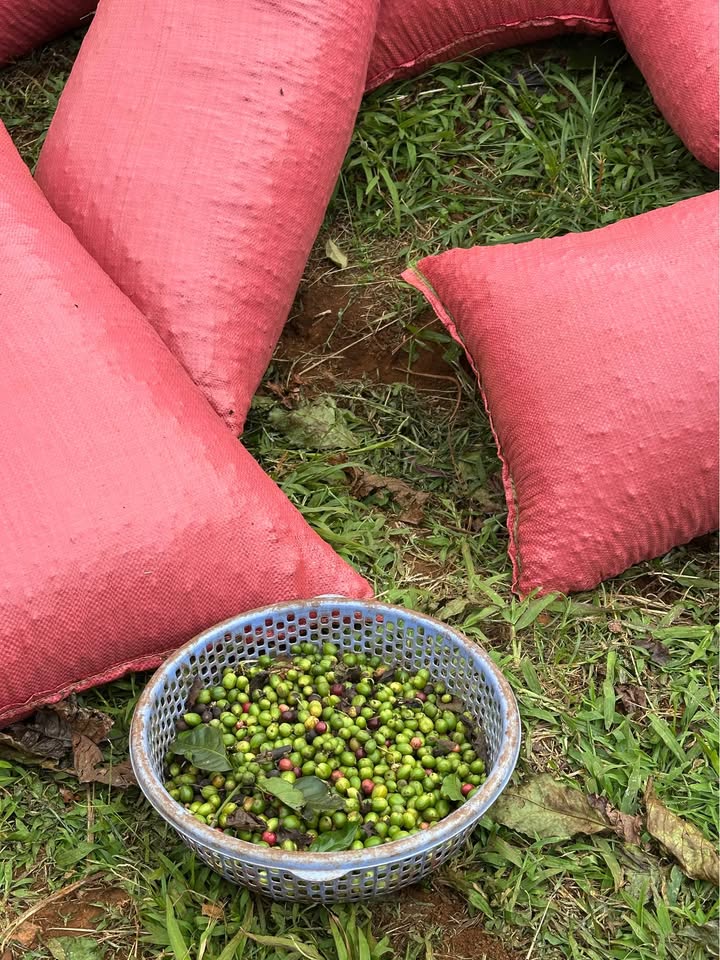 Đất nền hẻm Đặng Trần Côn, Pleiku 150m² giá 1.1 tỷ - Cơ hội đầu tư tuyệt vời!