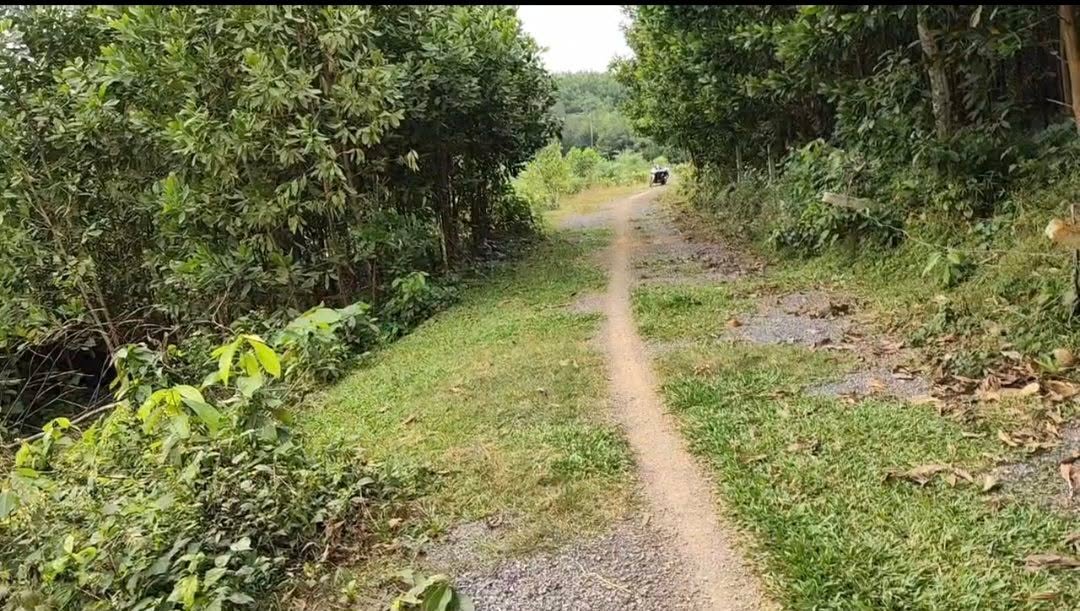 Đất CLN 2000m² Vũ Bình, Lạc Sơn, Hòa Bình - Giá chỉ vài trăm triệu!