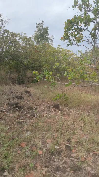 Đất nền xã Ia Boòng, Chư Prông, Gia Lai 1,5ha - Sổ đỏ chính chủ, giá 400 triệu!