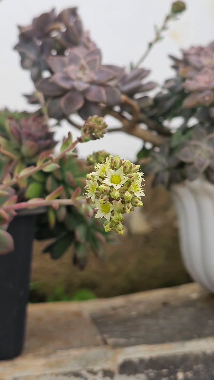 Đất nền Bảo Lộc 1100m² giá 6.9 tỷ - Sổ đỏ chính chủ, đầu tư sinh lời!