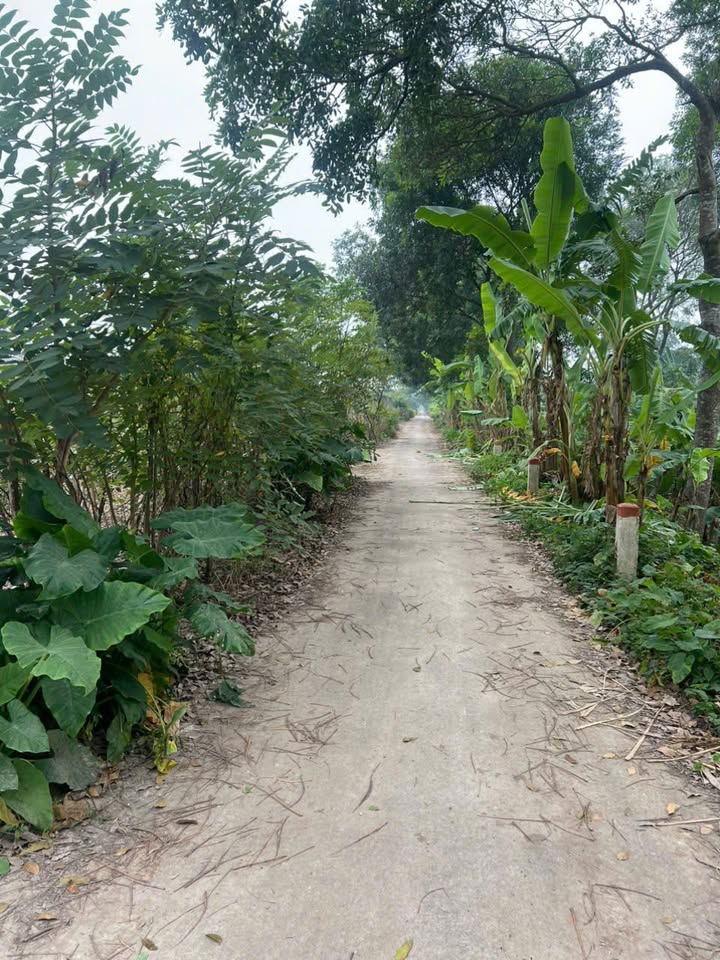 Đất vườn 597m² tại Sài Sơn, Quốc Oai, Hà Nội - Giá tốt nhất khu vực chỉ 2 triệu/m²!