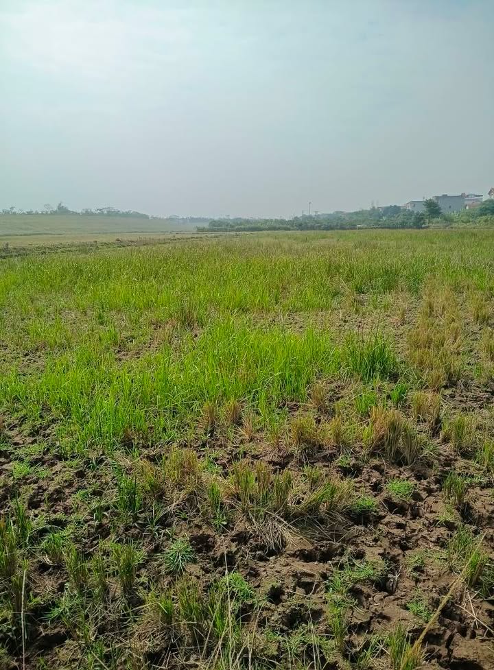 Đất vườn 360.000m² tại xã Phù Đổng, giá 7.2 tỷ - Cơ hội đầu tư vàng!