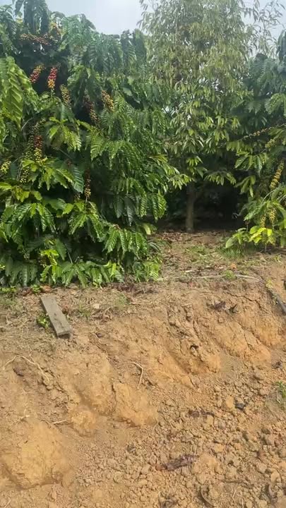 Đất nền Tân Thanh Lâm Hà 12,000m² giá 4.5 tỷ - Sổ đỏ chính chủ, vị trí đẹp!