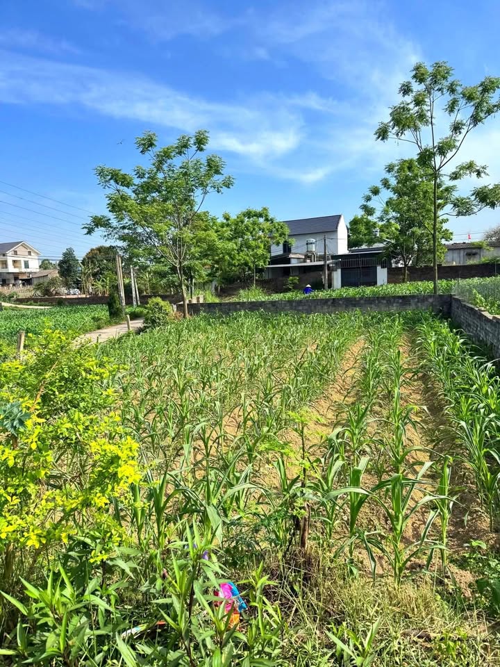 Đất thổ cư 146m² tại Đắc Sơn, Phổ Yên giá 890 triệu - Pháp lý rõ ràng!