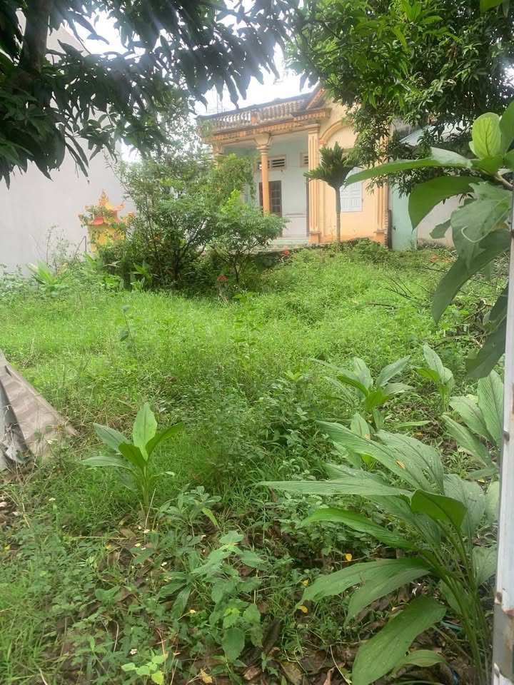 Đất thổ cư 150m² tại Đồng Thịnh, Sông Lô 568m² - Giá chỉ 2 tỷ!