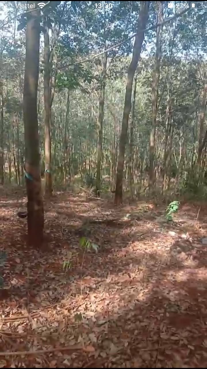 Đất nền 1ha Tân Lợi Đồng Phú giá 2 tỷ - Cơ hội đầu tư tuyệt vời!