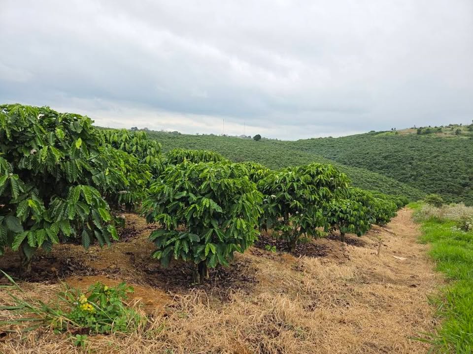 Đất nền Bảo Lộc 360m² giá 950 triệu - View thoáng đẹp, ô tô tận nơi!