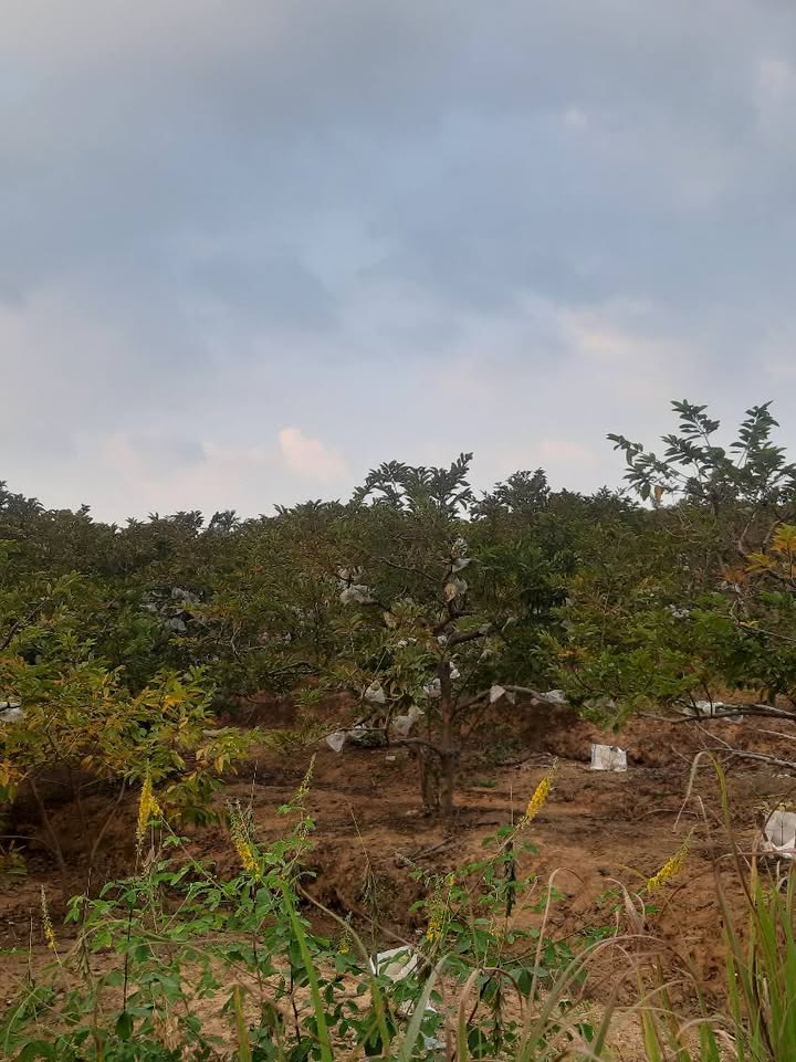 Đất nền An Dương Hải Phòng 66m² giá 1 tỷ - Vị trí hiếm, tiềm năng tăng giá!