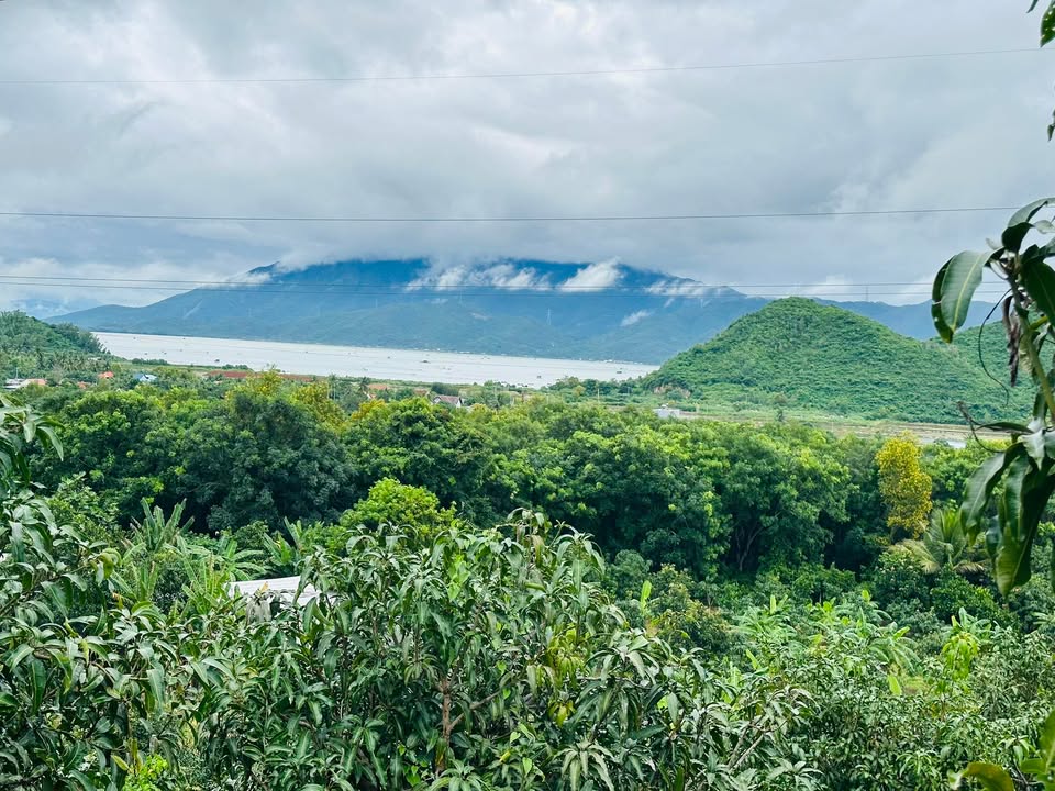 Đất vườn xoài 1 Hécta tại Ninh Ích, Ninh Hòa giá 1.55 tỷ - View biển tuyệt đẹp!