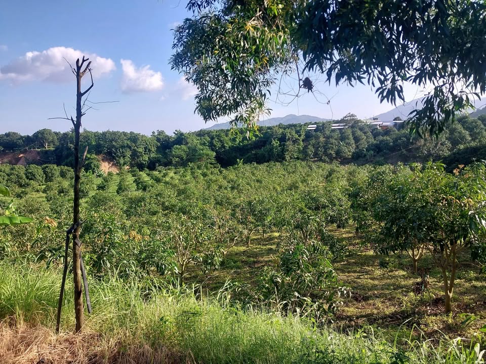 Đất vườn Cam Tân 4000m² giá 1 tỷ - Full xoài tứ quý, bao nước điện!