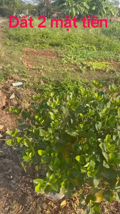 Đất 2 mặt tiền Ngọc Lương, Mỹ An 139m² giá 1.5 tỷ - Cơ hội đầu tư hấp dẫn!