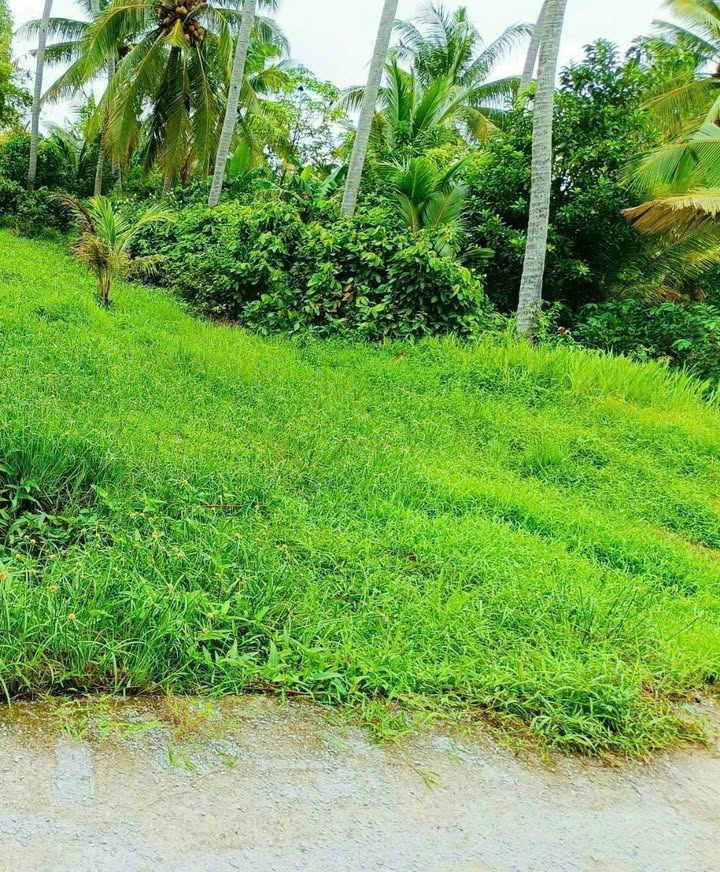 Đất nền xã Trung Thành, Vĩnh Long 360m² giá 440 triệu - Vị trí đắc địa, dân cư đông đúc!