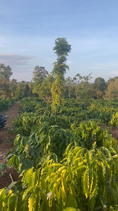 Đất nền xã Ea Kiết, huyện Cư M'gar 2160m² giá 1.2 tỷ - Sổ đỏ chính chủ!