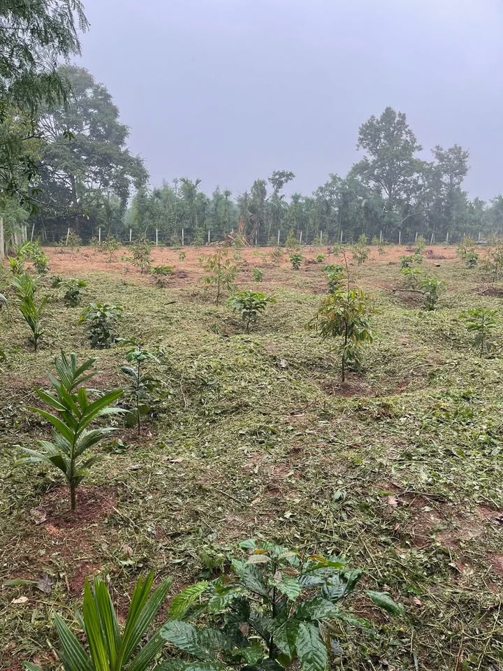 Đất đỏ Quảng Tiến 3600m² giá 1.05 tỷ - Đầu tư sinh lời ngay!