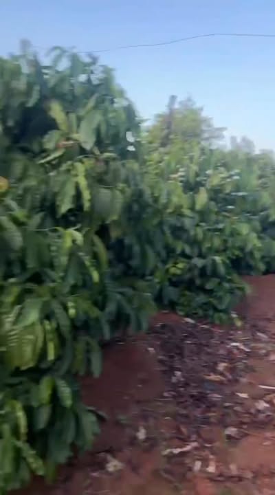 Farm 1ha tại xã Cư Mốt, huyện Ea H'leo - Giá 2.25 tỷ, sổ đỏ chính chủ