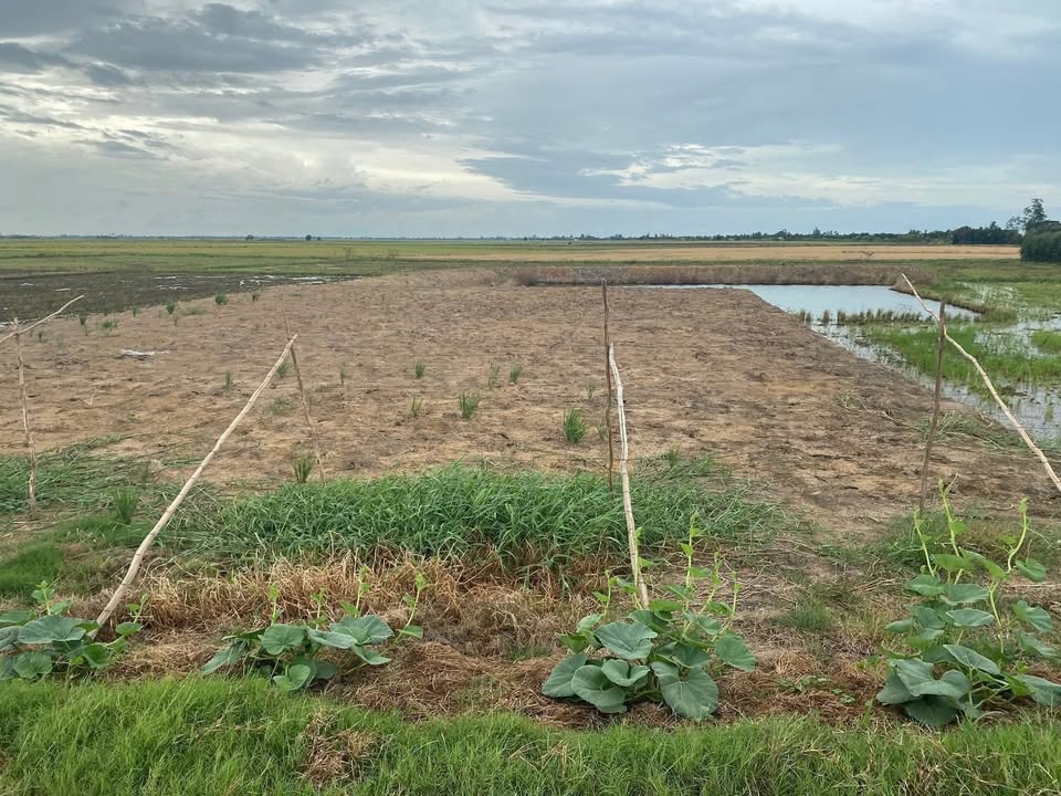 Đất nền đẹp tại xã Hưng Thạnh, huyện Tân Hưng, 6120m² chỉ 1.25 tỷ - Cơ hội đầu tư hấp dẫn!