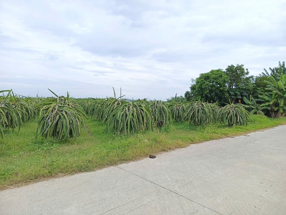 Đất thổ cư mặt tiền bê tông 1000m² tại xã Tiến Lợi - Giá chỉ 1 tỷ!