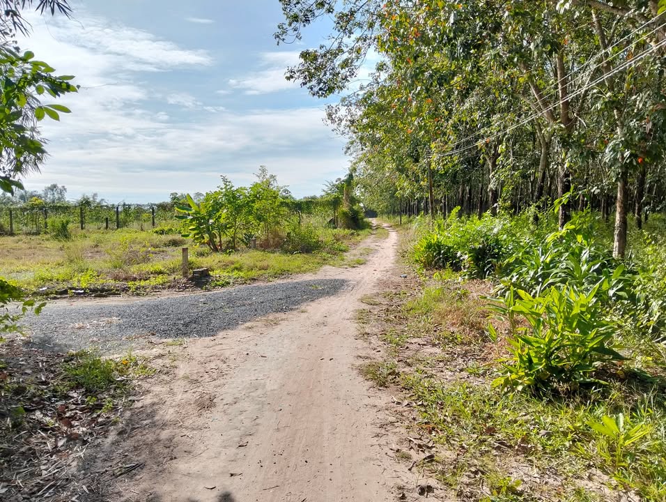 Đất nền 185m² xã Bến Cầu giá 270 triệu - Vị trí thuận lợi, giao thông dễ dàng!