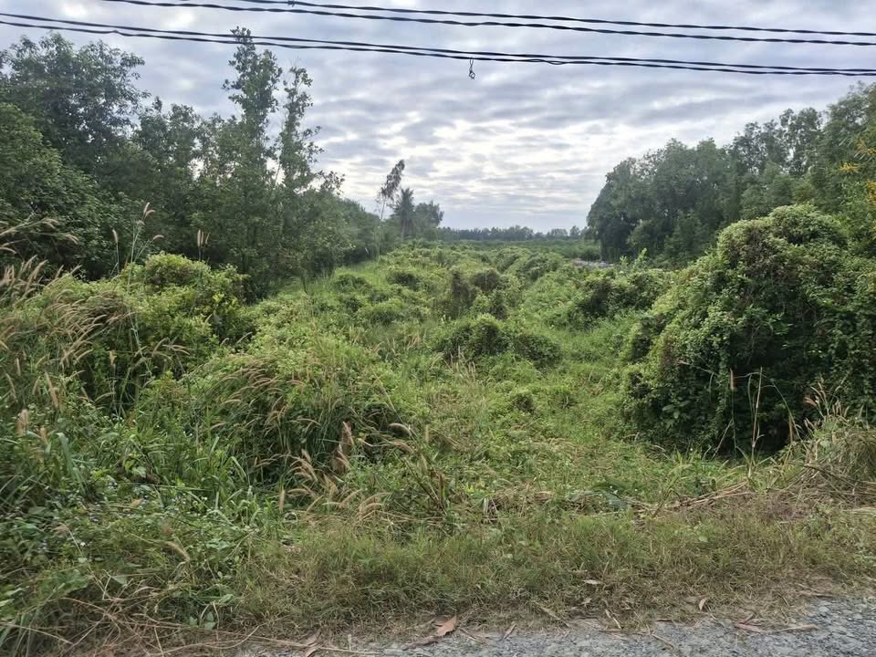 Đất vườn Thạnh Lợi, Bến Lức 2000m² giá 750 triệu - Đầu tư sinh lời!