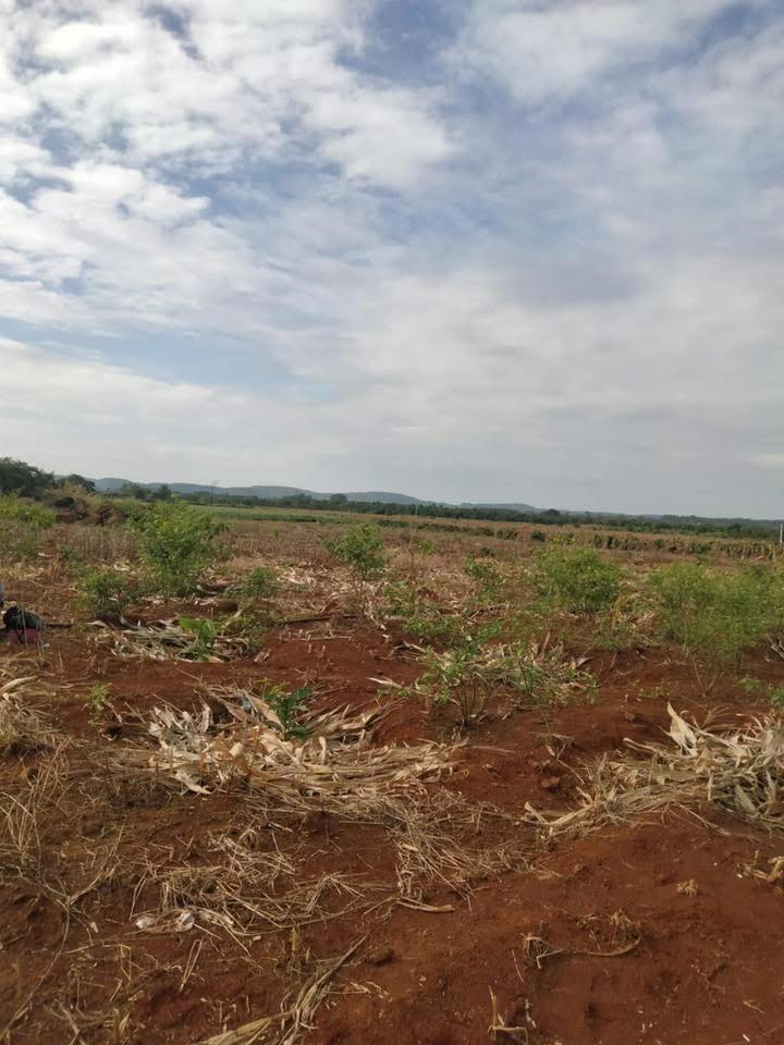 Đất nền 1ha1 tại Đắk Wil, Cư Jút - Giá chỉ 900 triệu, sẵn sàng giao dịch!