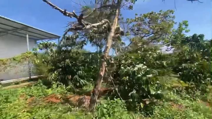 Đất Quảng Tín Đắk Nông 4000m² giá 1.15 tỷ - Sổ đỏ chính chủ, điện nước đầy đủ!