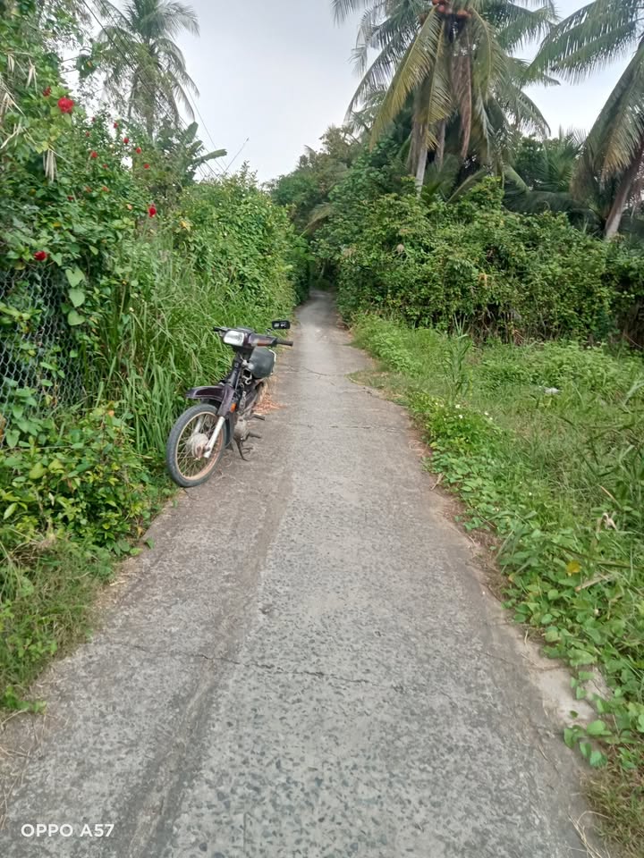 Đất vườn dừa 9682m² tại Định Trung, Bình Đại - Giá chỉ 4.3 tỷ VND