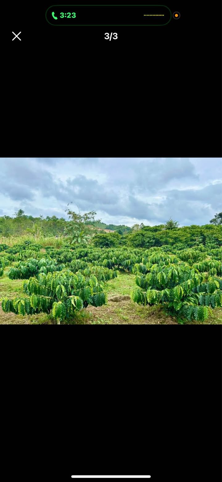 Đất nền 2 sào 2 Nguyễn Thiện Thuật, Bảo Lộc 2189m² - Giá chỉ 999 triệu!