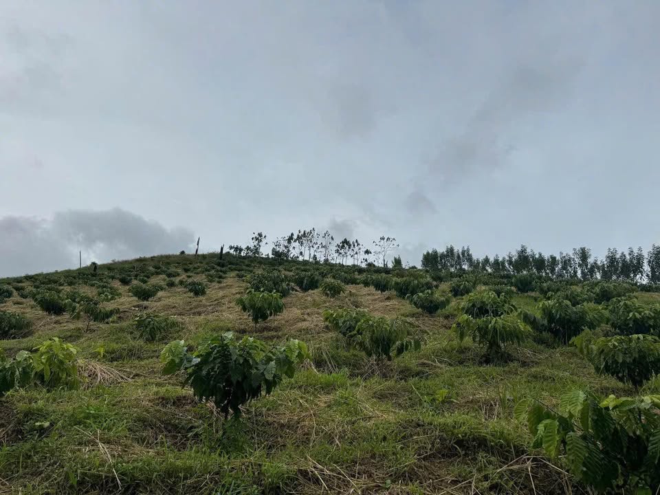 Đất nền Trường Xuân Đắk Song 22.000m² giá 1.1 tỷ - Cơ hội đầu tư sinh lời!