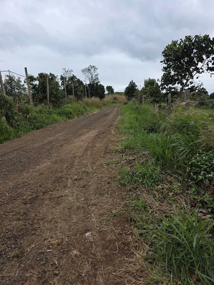 Lô đất rẫy tại xã Krông Buk 25.000m² giá chỉ 575 triệu - Đầu tư sinh lời hấp dẫn!