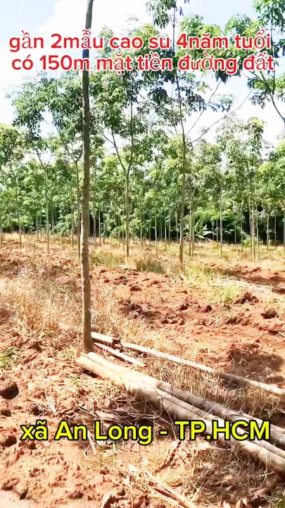 Farm 2 mẫu tại An Long - Phú Giáo 20,000m² giá 7.1 tỷ - Đầu tư sinh lời ngay!