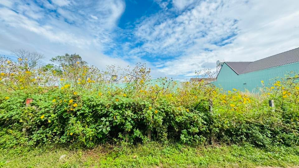 Đất thổ cư Hẻm 420 Trường Chinh, Pleiku 253m² giá 3 tỷ - Đầu tư thông minh!