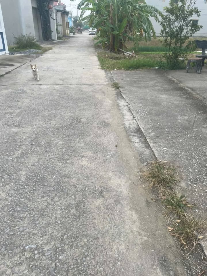 Đất nền Hoằng Thắng 187m² - Giá tốt cho nhà đầu tư nhanh tay!