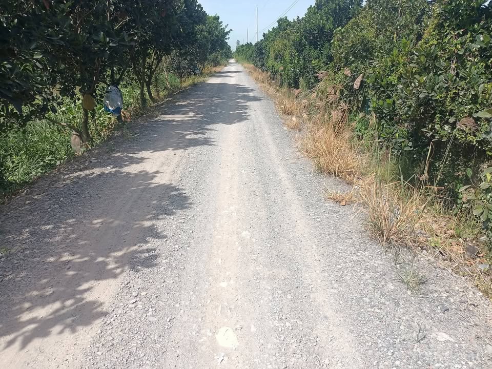 Đất nền 25 công tại xã Nhơn Ninh, huyện Tân Thạnh, Long An - Giá 8.1 tỷ - Cơ hội đầu tư hiếm có!