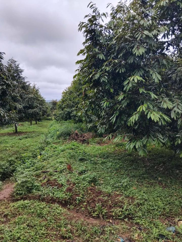 Đất nhà vườn tại xã Ea Tam, huyện Krông Năng 6100m² giá 5.2 tỷ - Cơ hội đầu tư hấp dẫn!