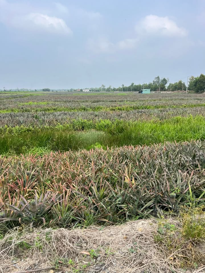 Đất nền Thạnh Mỹ Tân Phước 12.000m² giá 7.2 tỷ - Đầu tư sinh lời ngay!