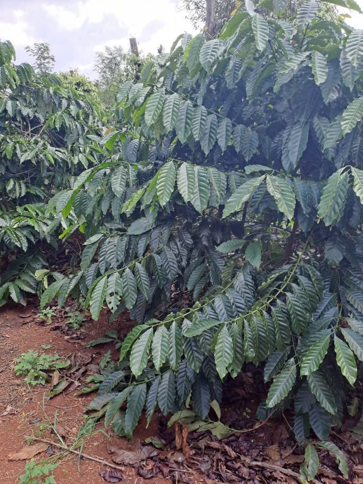 Đất rẫy 4500m² thôn 5, Buôn Đôn - Giá 400 triệu - Đầy đủ điện nước