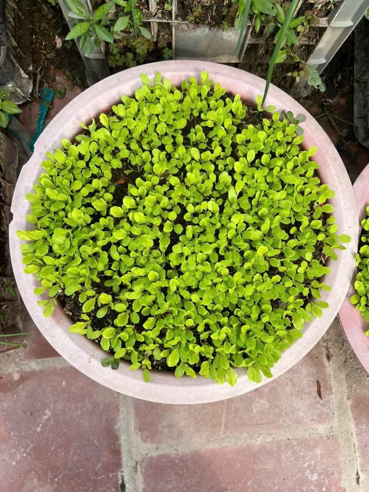 Lô đất Đại Đồng 70m² giá 1 tỷ - Mặt tiền rộng 6m, vị trí vàng cho đầu tư!