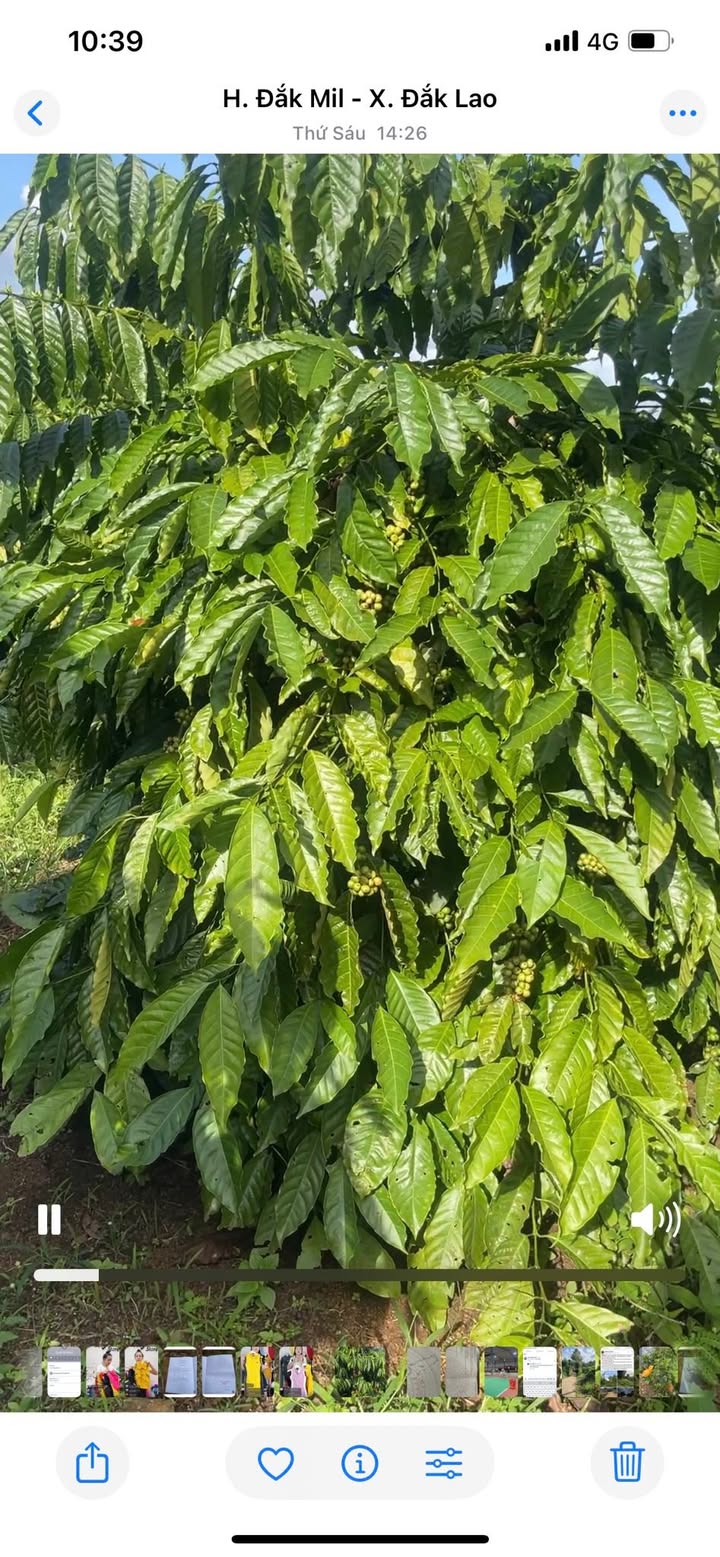 Farm Đắk Ken Đắk Mil 7 sào giá 1.75 tỷ - Sổ đỏ đầy đủ, vị trí thuận lợi!