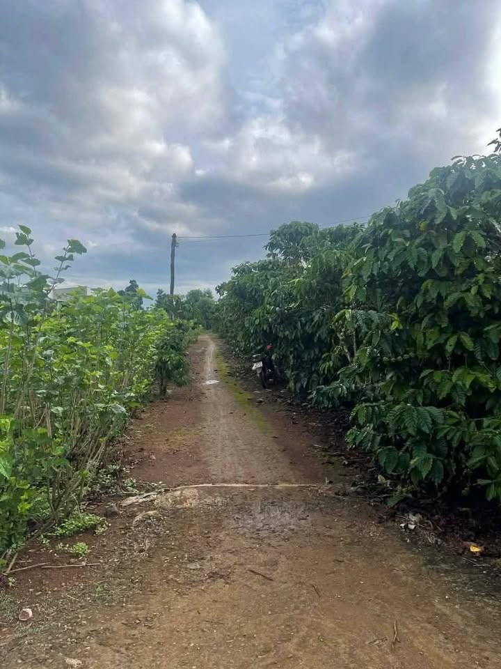 Đất Cà Phê Tân Văn Lâm Hà 10800m² giá 4.8 tỷ - Cơ hội đầu tư hấp dẫn!