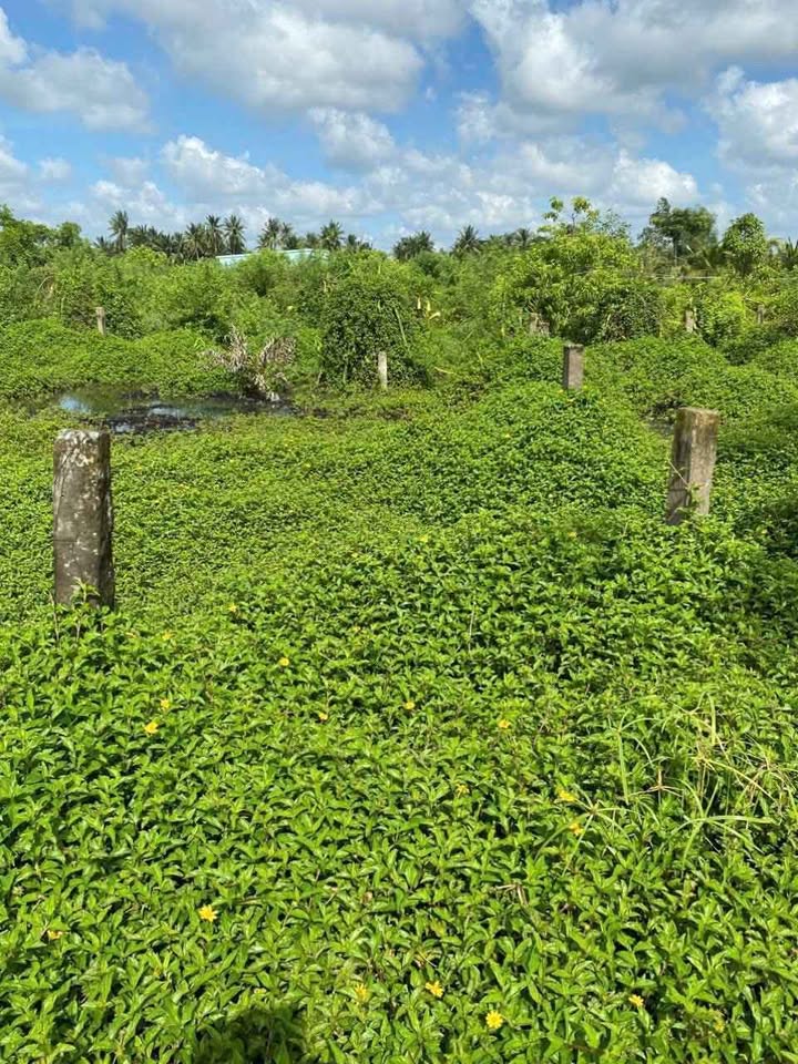 Đất thổ cư 426m² xã Phước Tân Hưng Châu Thành giá chỉ 399 triệu - Cơ hội đầu tư tuyệt vời!