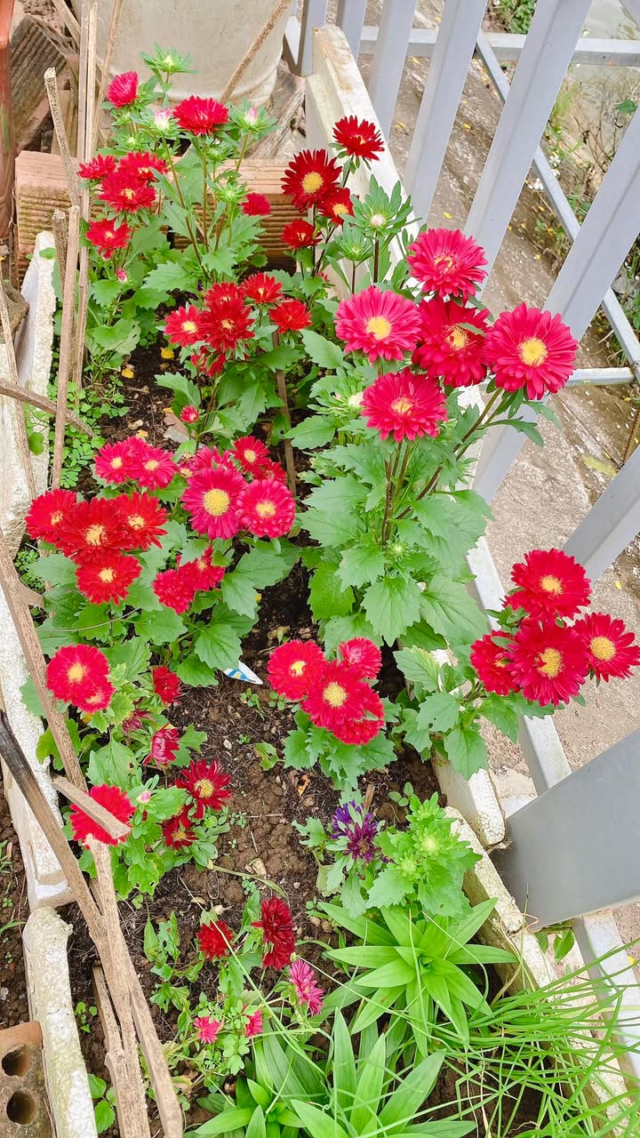 Đất nền mặt tiền đường Nguyễn Sinh Sắc, phường Bồng Sơn, 120m² - Cơ hội đầu tư hấp dẫn!