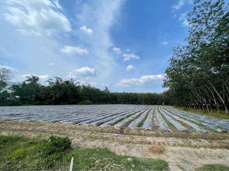 Đất nền 56000m² Phước Bình B, Tây Ninh giá 1.9 tỷ - Pháp lý rõ ràng, thuận tiện xây dựng!