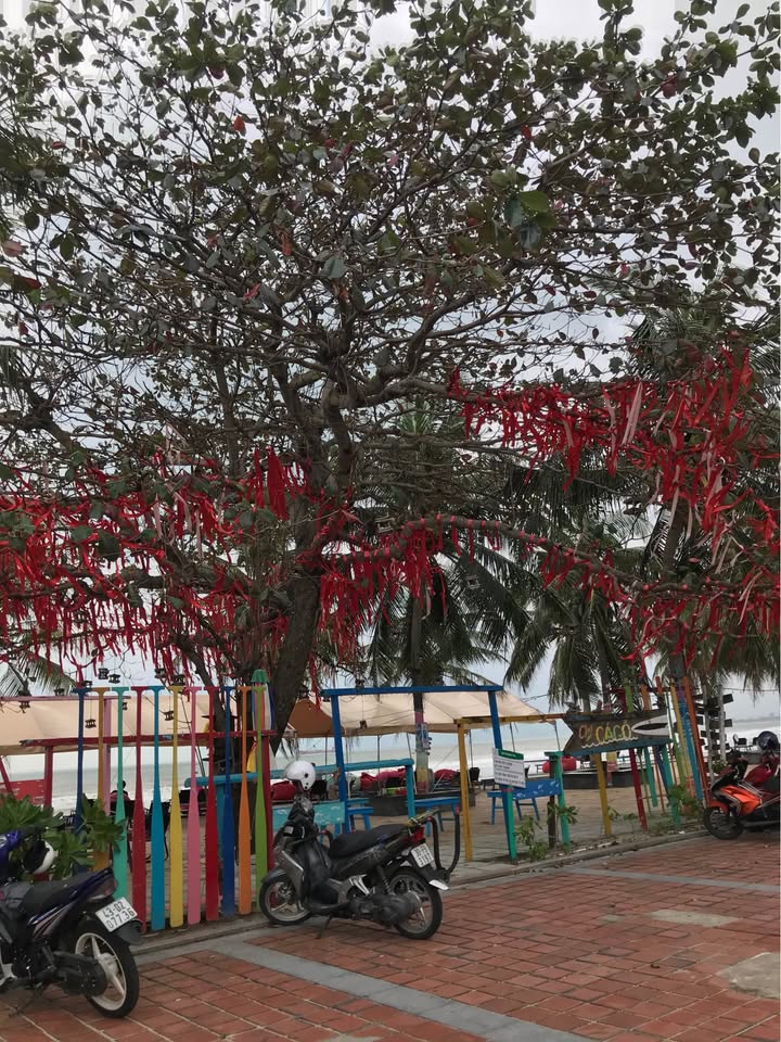 Đất mặt tiền đường Trương Định, Sơn Trà 85,1m² - Cơ hội đầu tư vàng gần biển!