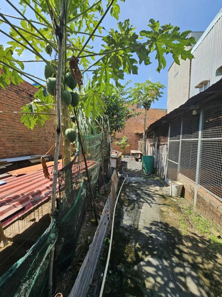 Nhà vườn mặt tiền Đông Thạnh Hóc Môn 500m² giá 10 tỷ - Không gian lý tưởng cho biệt thự vườn!