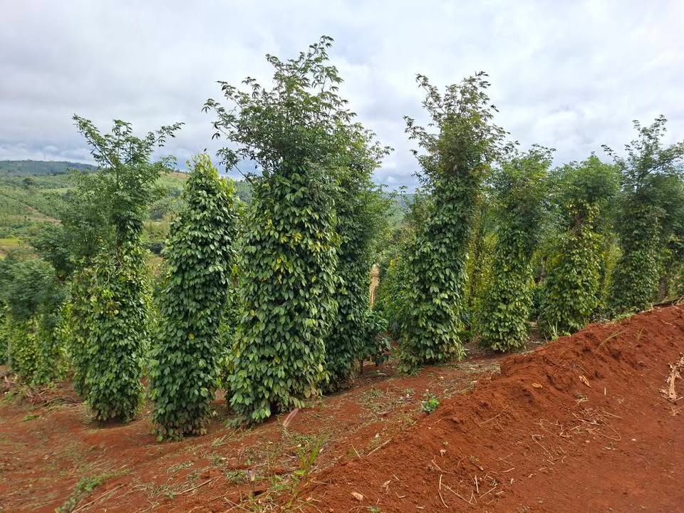 Đất thổ cư Đắk Buk So 85m² giá 1.55 tỷ - Đầu tư sinh lời hấp dẫn!