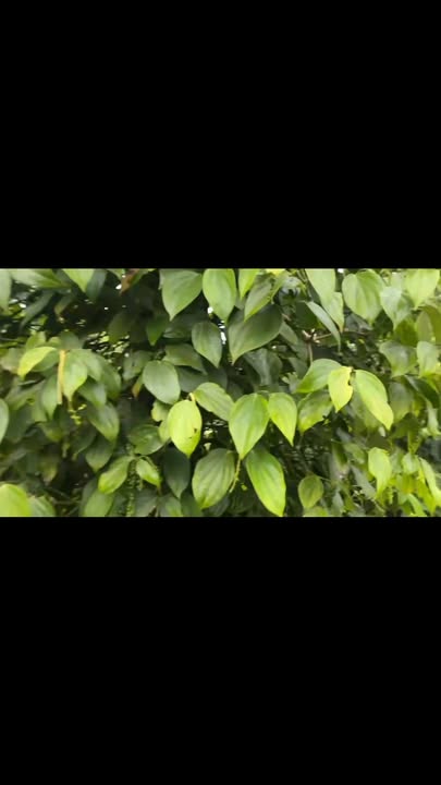 Đất nền Đắk Môl 18,000m² giá 2.2 tỷ - Mặt tiền đường nhựa, sẵn nhà tạm!